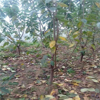 樱桃树种植：权威专家在线解决问题
