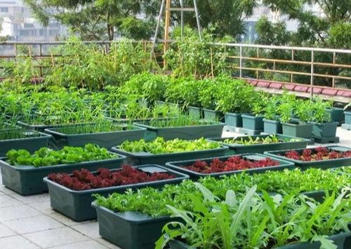 菜园肥料的秘密：如何让土地呼吸