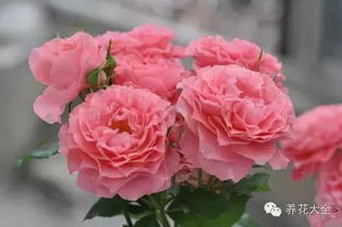 珊瑚果冻月季， 花儿的美丽时光