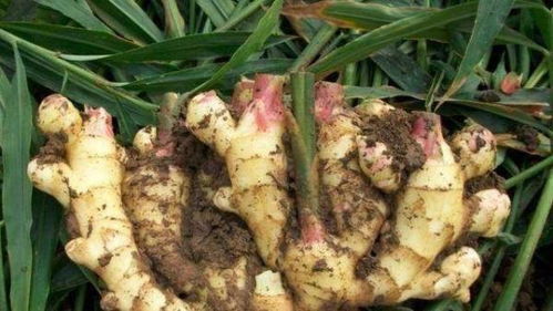 生姜种植培土，指在生姜生长过程中