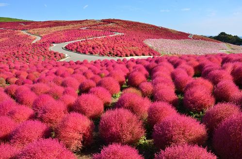黑龙江地区可依种植梅花树苗吗？