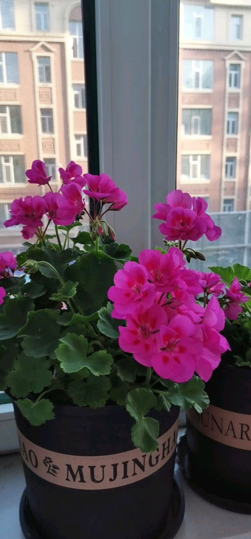 大门口种花，美得不要不要的