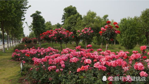 南阳月季：月季总供应量占国内市场的80%，年出口量占全国月季种苗出口总量的60%，为中国蕞大的月季苗木繁育基地。举办2019世界月季洲际大会， 2020首届世界月季博览会