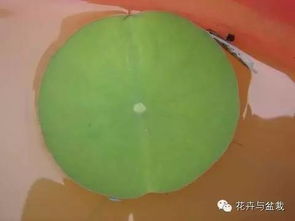 二、荷花种子怎么种？