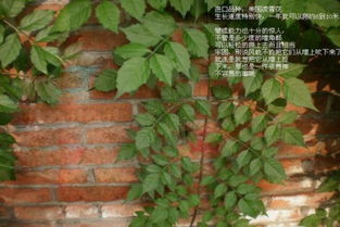 凌霄花种子：一颗种子， 一段故事