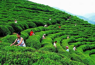 紫阳富硒茶叶凭借高硒含量和优良品质