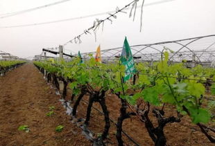 提升土壤有机质的方法