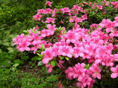 新手种植者的疑问