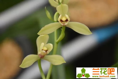 兰花病害的克星——己唑醇的正确使用技巧