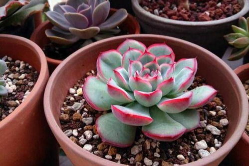 多肉植物，室内养还是室外养？怎么选择？