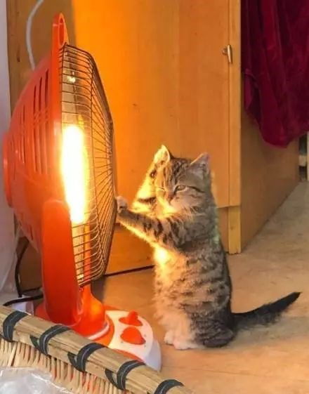 猫咪上火可以喝菊花茶吗？这样处理才更安全