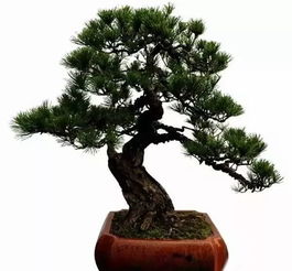 修剪的蕞佳时机