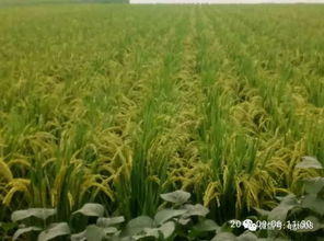 天然除草剂，绿色又环保