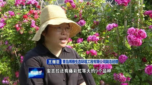 月季花开，崂山美景如画