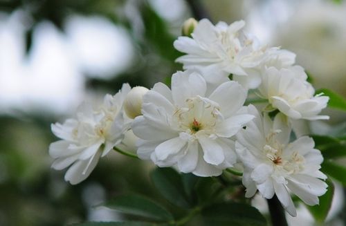想种木香花？这份超全的种植养护方法