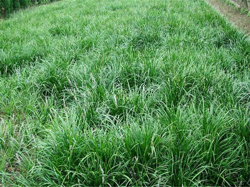 吉祥草与麦冬，两者虽同属草本植物