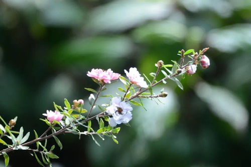 四季花卉，各有风情