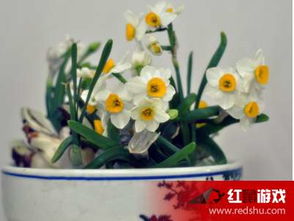 水仙种球，保鲜的神秘之旅