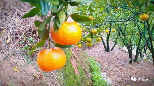 芦柑采摘的最佳时间是什么时候？不同品种的芦柑采摘季节有何差异