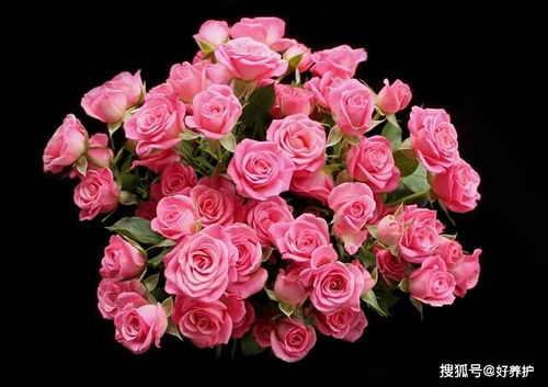 月季的种类， 繁花似锦的世界