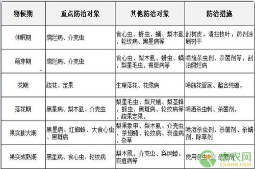 梨树病虫害防治：避免用药误区攻略