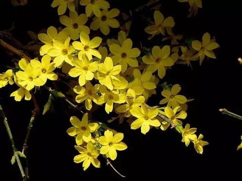 迎春花品种繁多，哪个角度最迷人