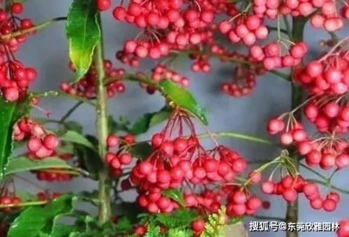 富贵籽怎么养，几个月才能开花