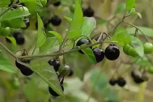 赤霉素大显神通
