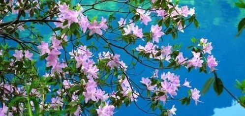 十月的开花奇遇