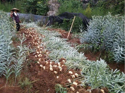 乡里茶油：广东野山珍品，一斤多少钱？