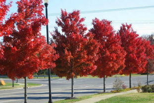红珊瑚与夏日红：广东的枫树明星