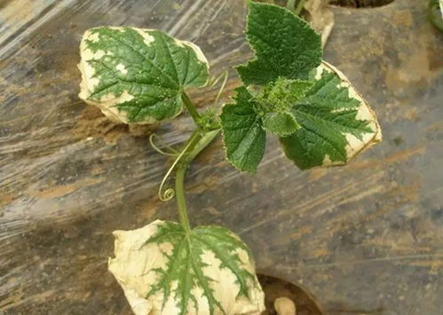 多种作物，多种病害，一网打尽