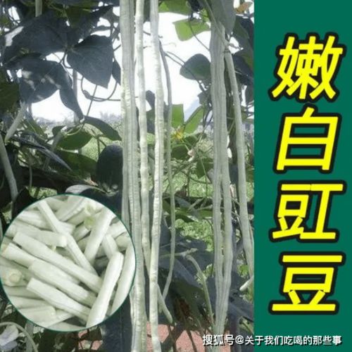 如何洗豆角才能彻底去除农药残留，使其更加干净卫生