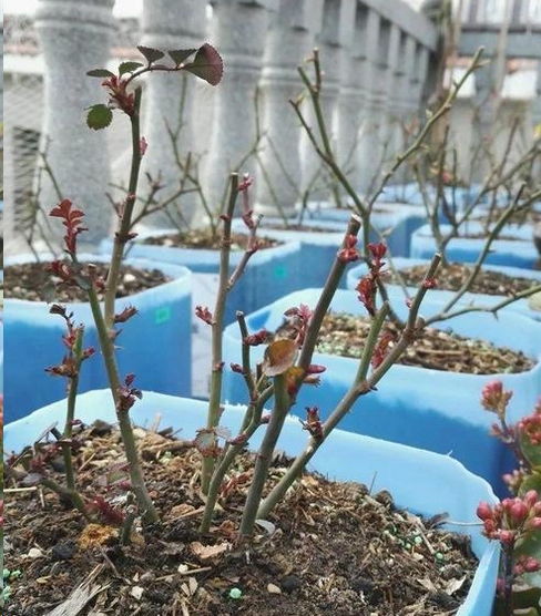 换盆换土，保证根系健康