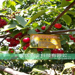 樱桃籽种植数量：每处1-2颗为宜