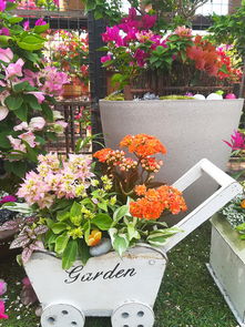 云南花卉产业集群：规模宏大， 产业链完善