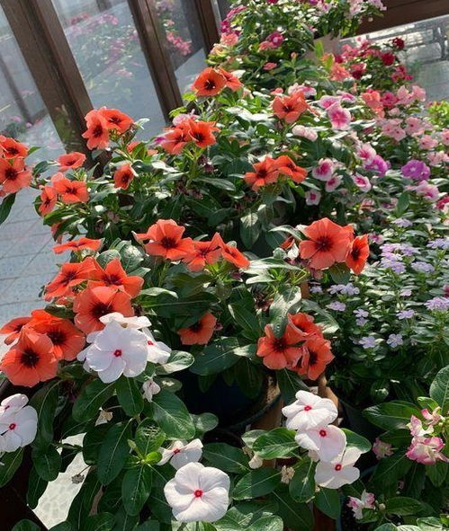 南方月季的种植经验