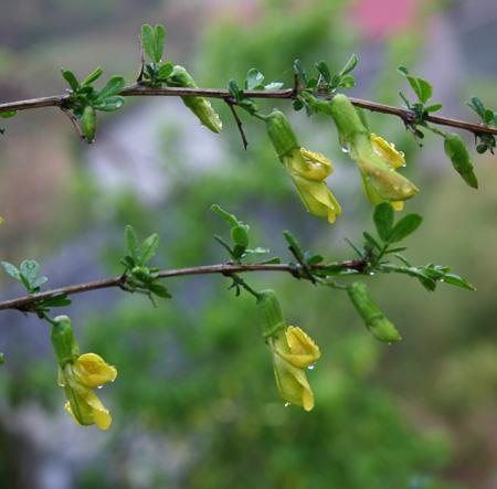 花朵：黄酮类化合物和维生素， 多重功效