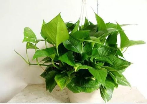 银杏：冬日的使者