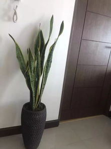 盆栽吊兰如何种植？适合哪些光照和土壤