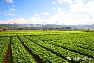 夏玉米田套种小白菜、秋芹菜，探讨高效轮作模式
