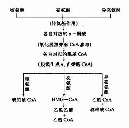 饲料中多余的氨基酸是如何被代谢和利用的？