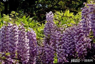 跟上海花友学的