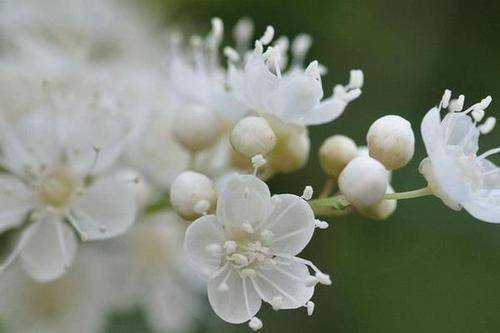 珍珠梅种子识别特征大揭秘