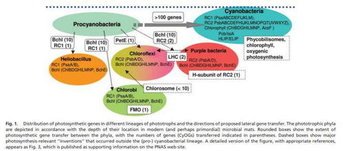 光合作用：一个复杂的游戏