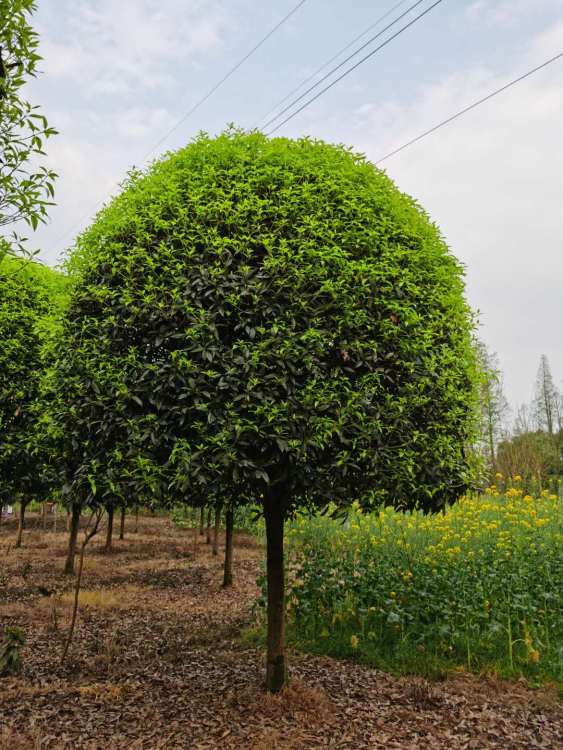 遵义附近桂花树收购小记