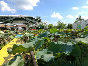 山东肥城市莲藕种植基地，打造休闲游新亮点