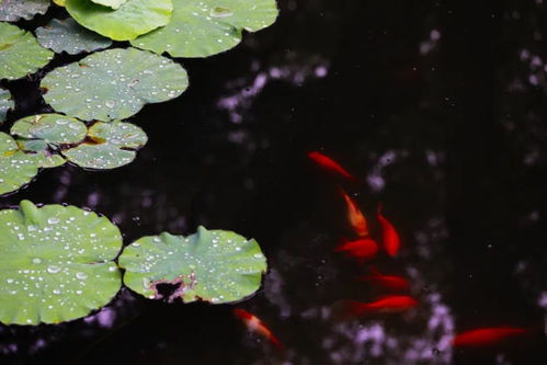 白睡莲：水中仙子