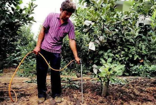 巨峰葡萄的保花保果