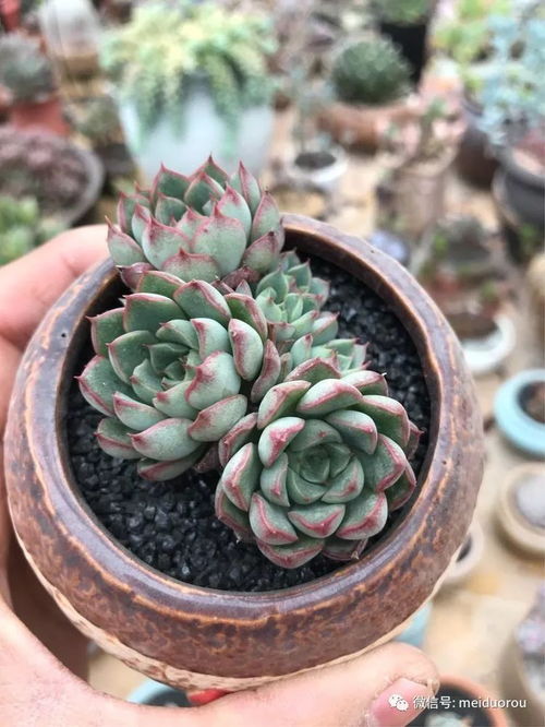 多肉配土技巧：混合后装盆， 注意细节